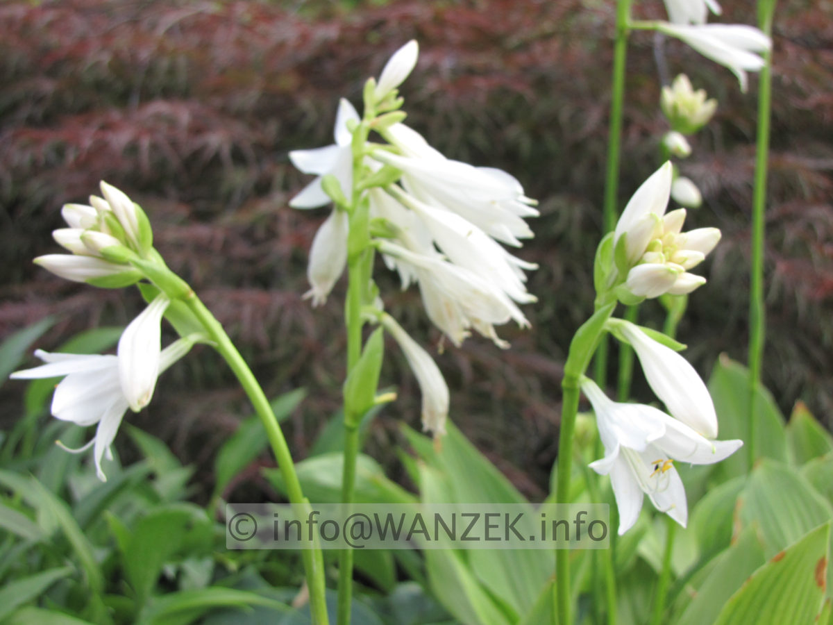 Hosta rectifolia Alba Bluete-2 unscharf.JPG